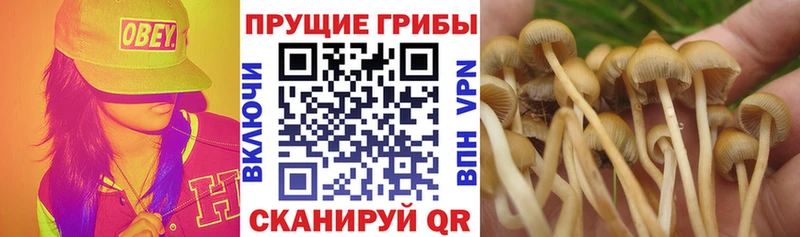 Купить  Красноуфимск  Галлюциногенные грибы ЛСД 